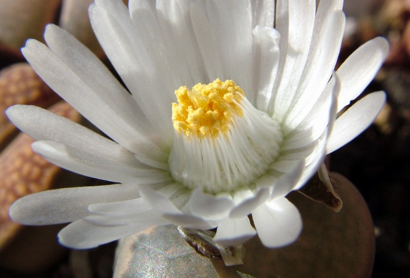 Lithops salicola 