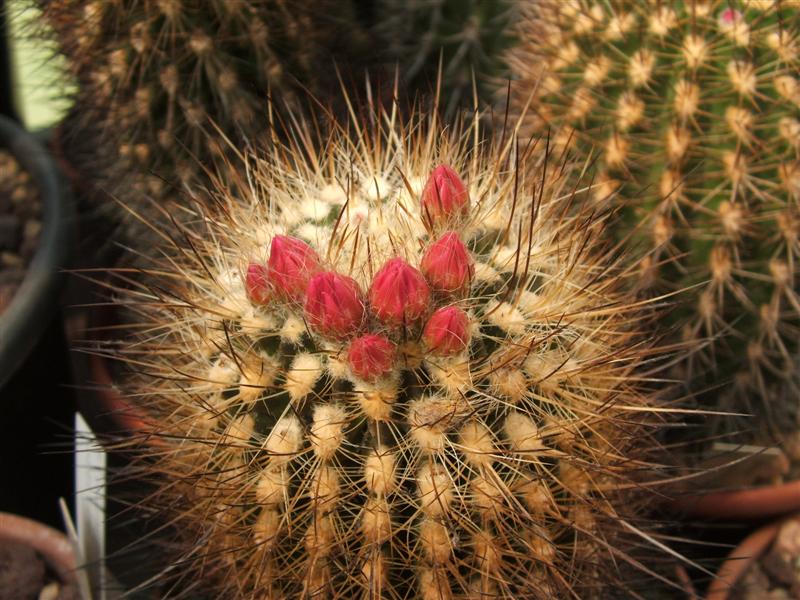 Neoporteria coimasensis 