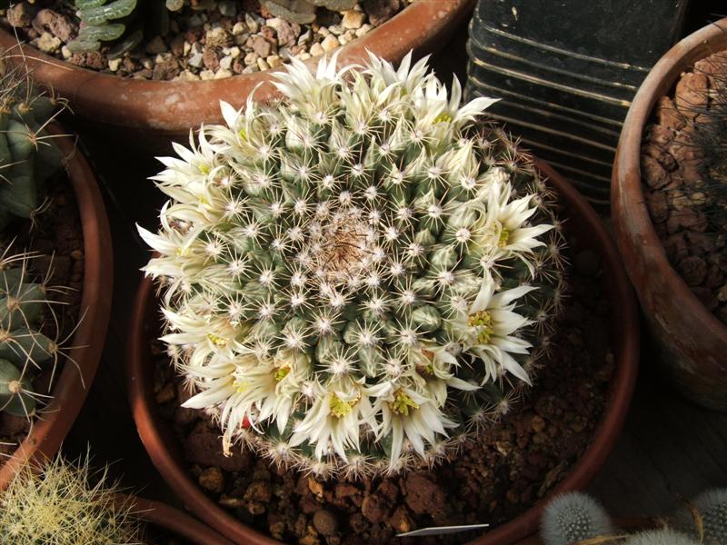 Mammillaria heyderi 