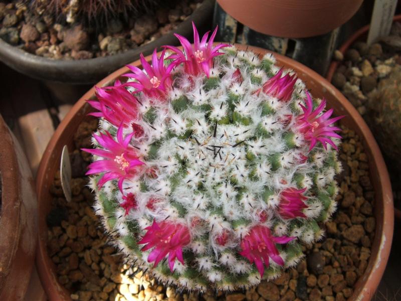 Mammillaria priessnitzii 