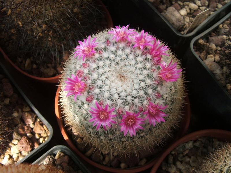 Mammillaria albata 