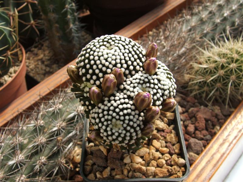 Mammillaria luethyi 