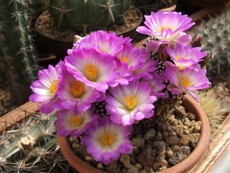 Mammillaria luethyi 