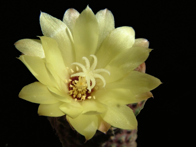 Frailea chiquitana 