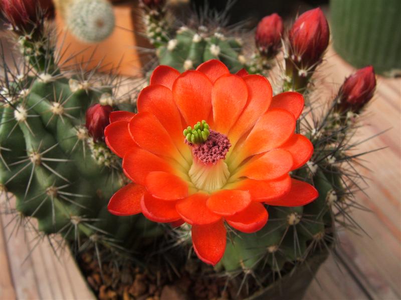 Echinocereus octacanthus 