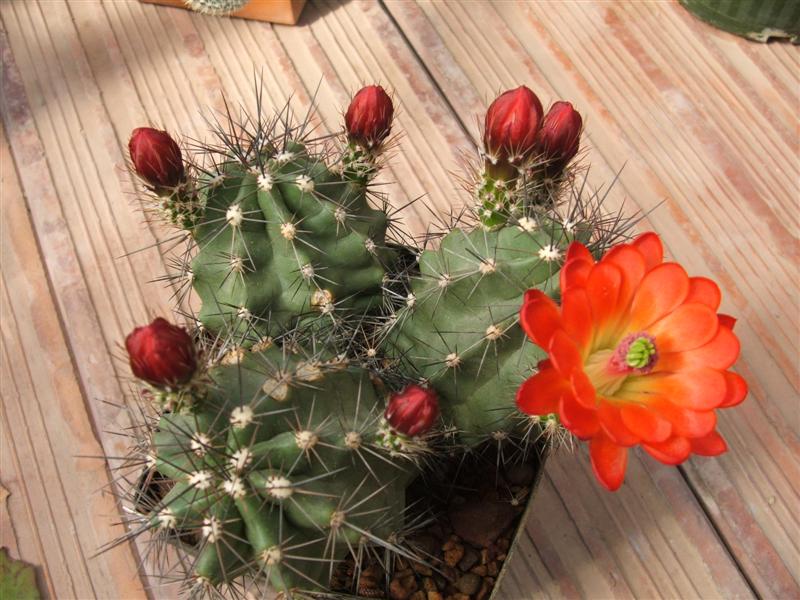 echinocereus octacanthus