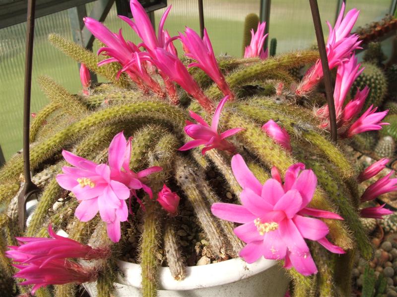 Aporocactus flagelliformis 