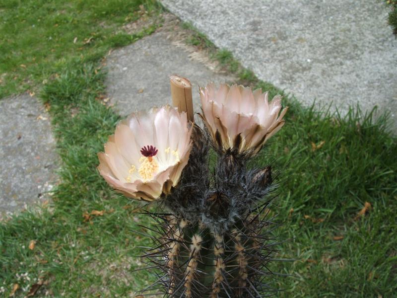 Austrocactus patagonicus 