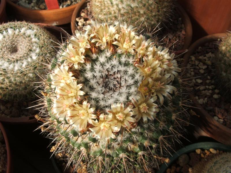 Mammillaria gigantea 