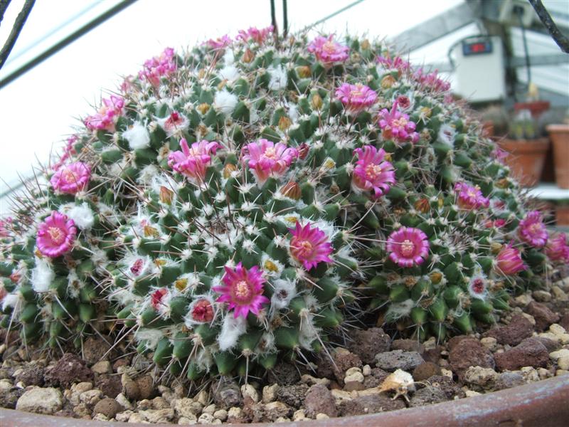 Mammillaria compressa 