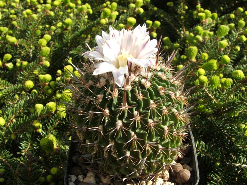 Echinofossulocactus erectocentrus SB 286