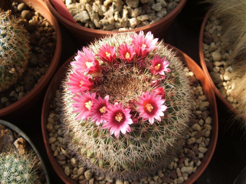 Mammillaria tayloriorum 