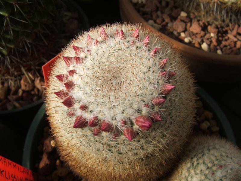 Mammillaria klissingiana 