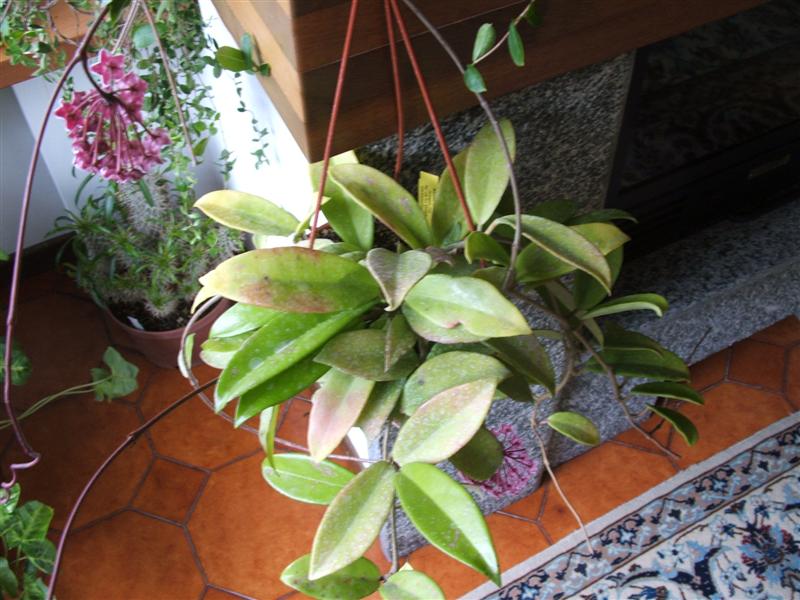 Hoya purpureofusca 