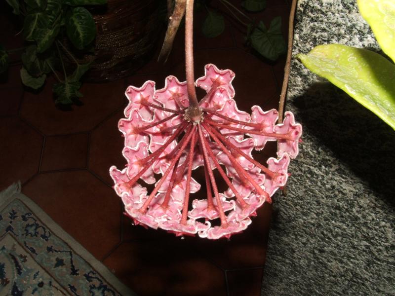 Hoya purpureofusca 