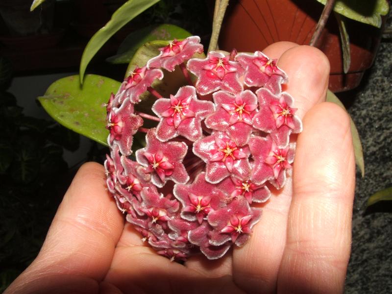 Hoya purpureofusca 