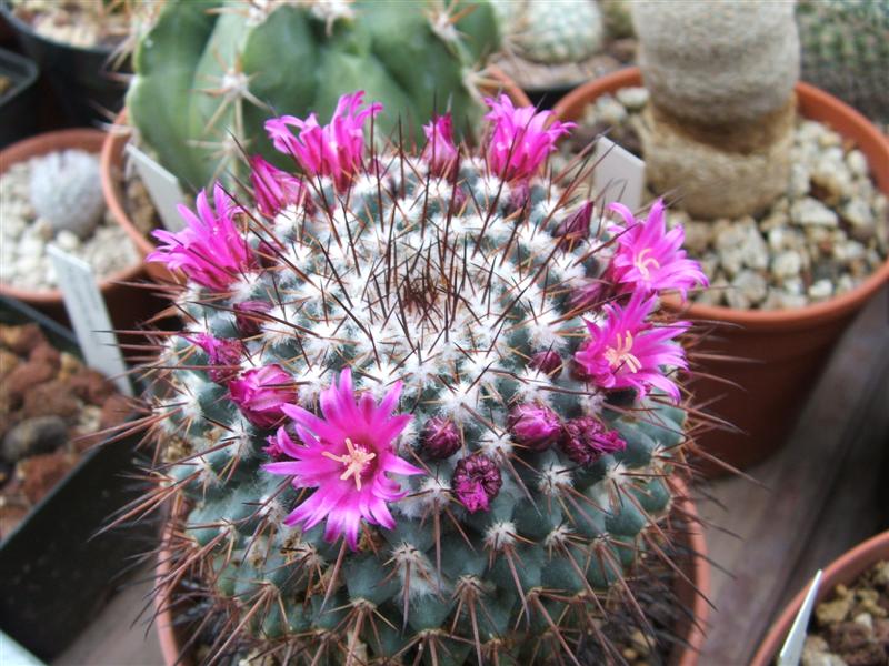 Mammillaria standleyi 