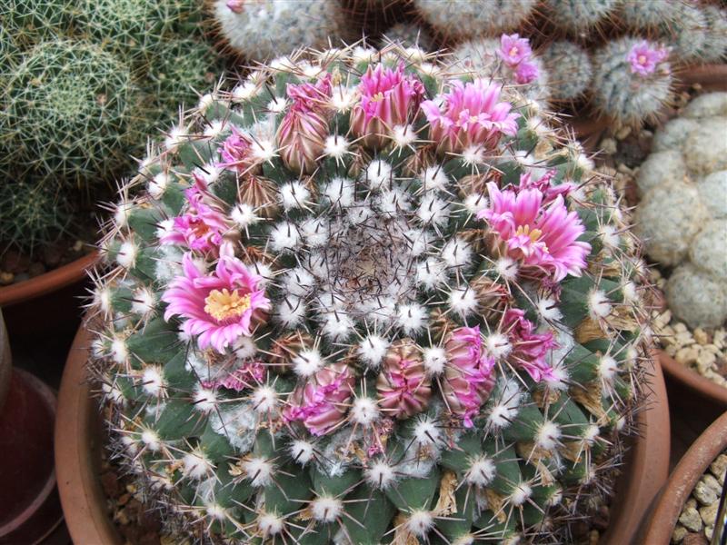 Mammillaria melanocentra 