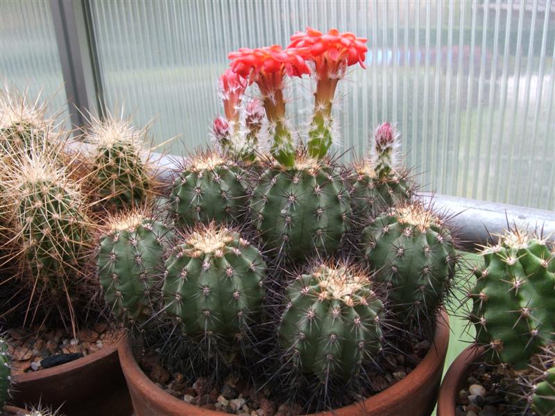 Echinocereus durangensis 