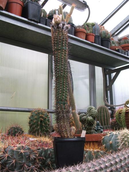 Austrocactus patagonicus 