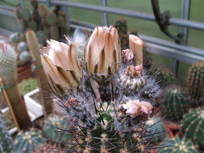 Austrocactus patagonicus 