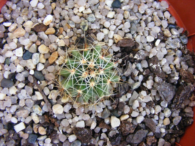 thelocactus setispinus 