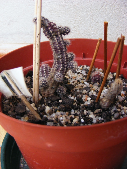 chamaecereus silvestris 