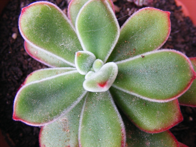 echeveria pulvinata 