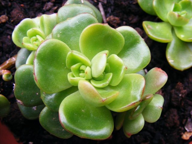echeveria multicaulis 