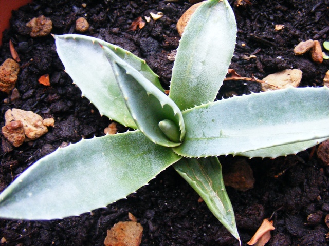 agave americana 