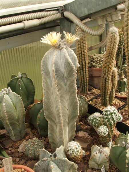 Astrophytum myriostigma v. columnare SB 340