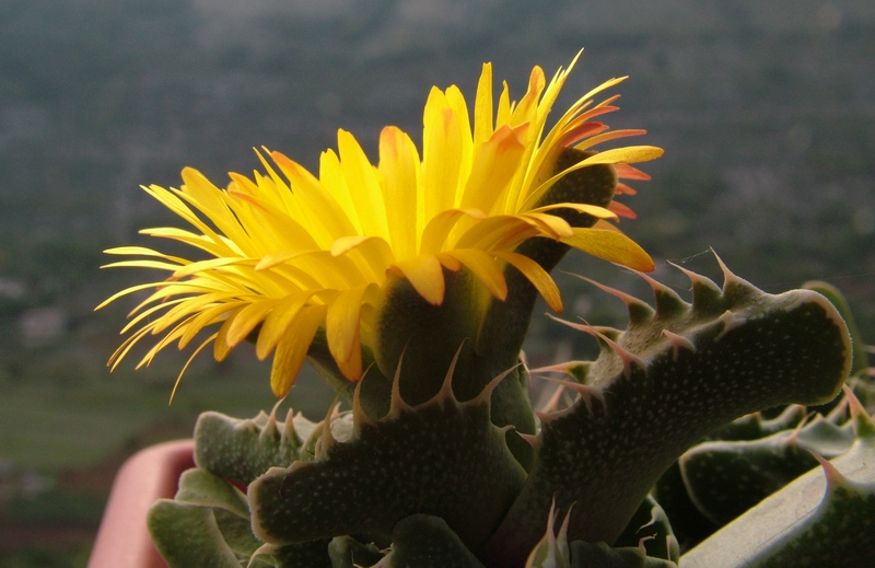 Faucaria tigrina 