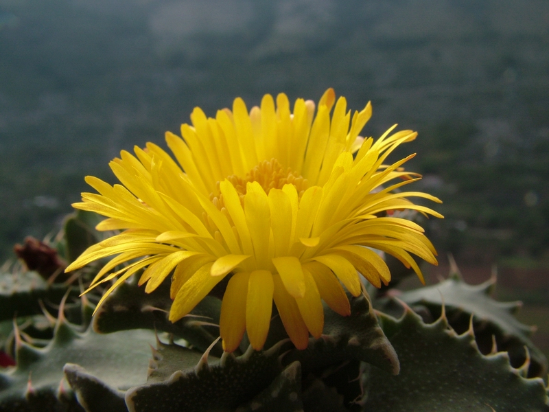 Faucaria tigrina 