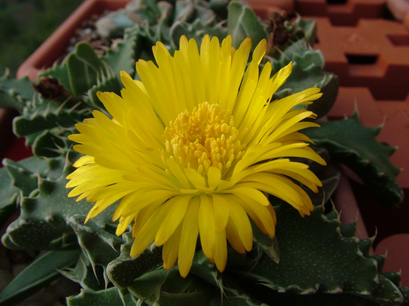 Faucaria tigrina 