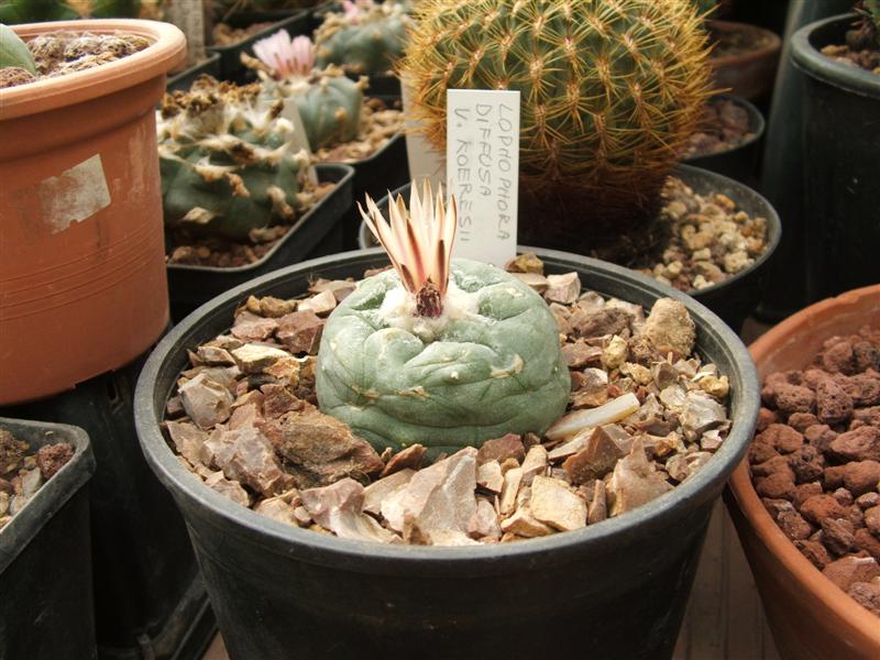 Lophophora diffusa v. koehresii 