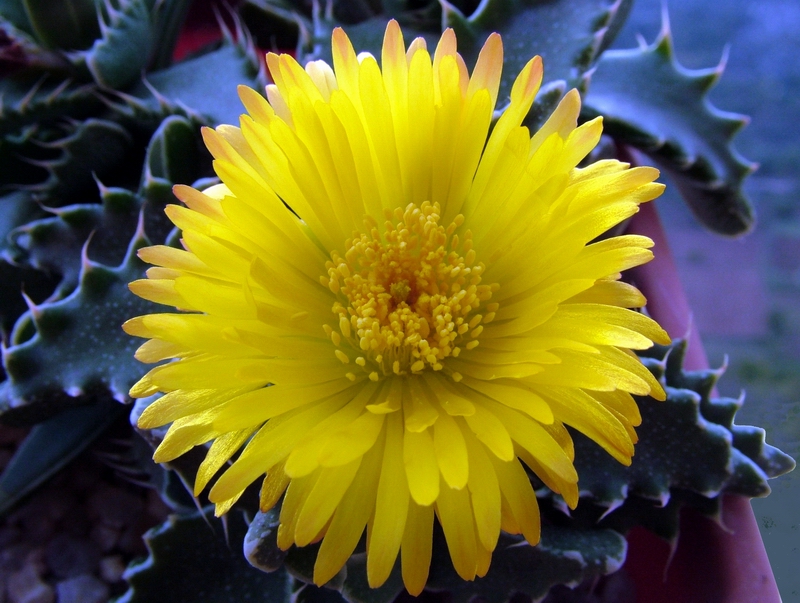 Faucaria tigrina 
