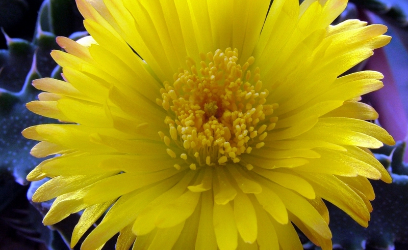 Faucaria tigrina 