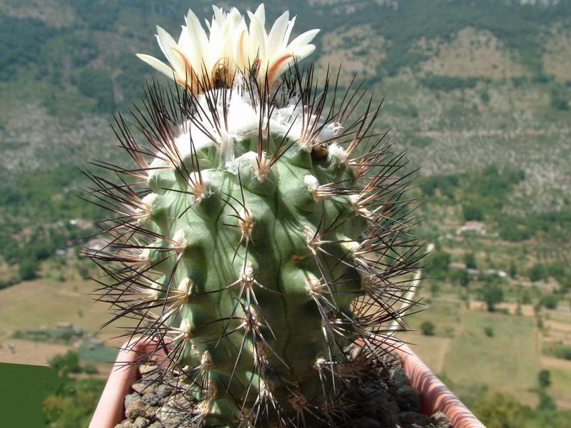 Turbinicarpus gielsdorfianus 