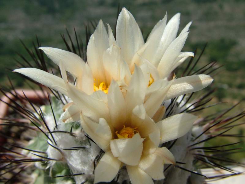 Turbinicarpus gielsdorfianus 