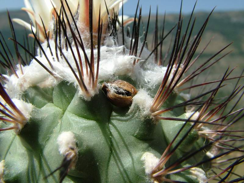 Turbinicarpus gielsdorfianus 