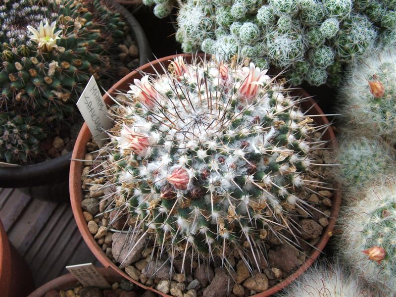 Mammillaria saxicola 