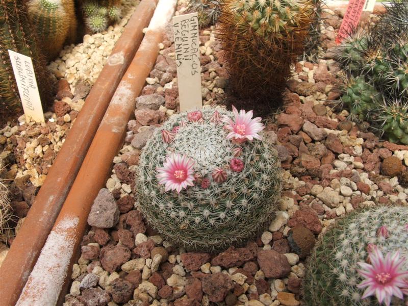 Mammillaria albata v. sanciro 