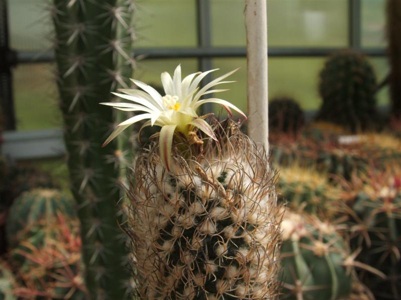 Turbinicarpus krainzianus v. minimus 