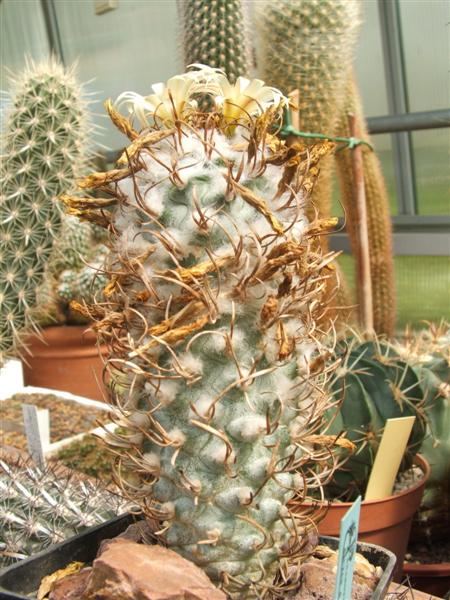 Turbinicarpus flaviflorus 