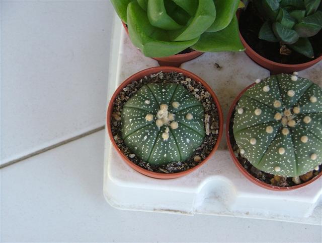 Astrophytum asterias 