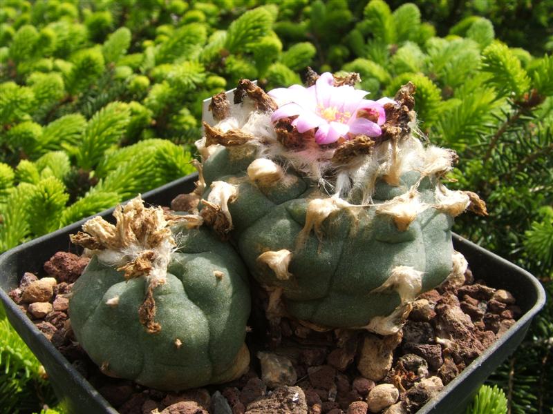 Lophophora williamsii v. pluricostata 