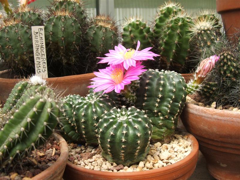 Echinocereus pulchellus 