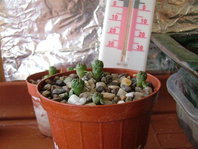 Euphorbia Obesa 