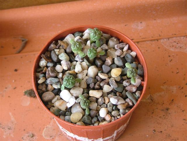 Euphorbia Obesa 