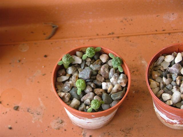 Euphorbia Obesa 